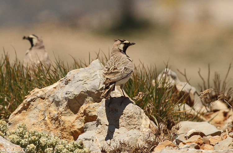 Horned Lark  Eremophila alpestris ,mt Hermon ,June 2013, Lior Kislev